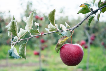 One big, ripe, red apple hanging on a twig of a small apple tree, other apple trees visible at the background
