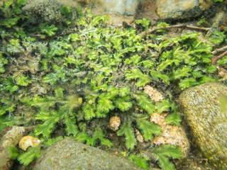 Underwater liverwort vegetation in shallow water