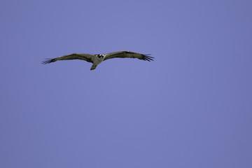Osprey In flight