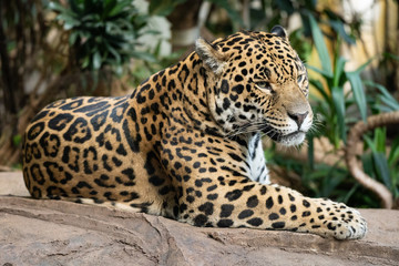 Fototapeta na wymiar Jaguar sitting