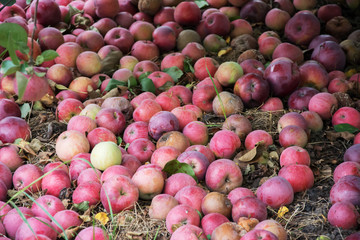 Windfall of red and yellow, some rotten apples lying on the ground in an orchard
