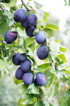 Bunches of ripe common plums hanging on two twigs of a plum tree