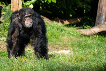 Chimp Thinking