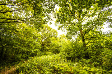 Fototapeta na wymiar Fore Wood Nature Reserve, Crowhurst, East Sussex, England