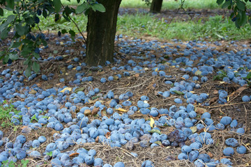 Windfall of blue common plums lying on the ground under a plum tree