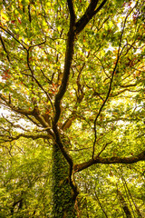 Fore Wood Nature Reserve, Crowhurst, East Sussex, England