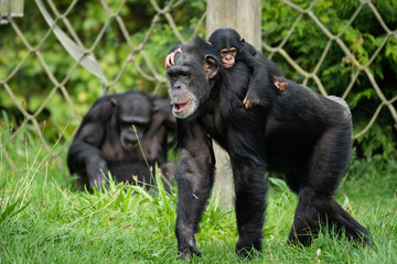 Baby Chimp with Parents