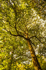 Naklejka premium Fore Wood Nature Reserve, Crowhurst, East Sussex, England
