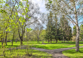 Obraz premium Beautiful spring landscape in city park with bright young greenery at warm sunny day with blue sky and white clouds. Beauty of awakening nature