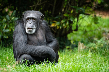 Chimp Thinking