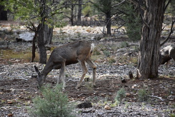 Grand Canyon Wildlife