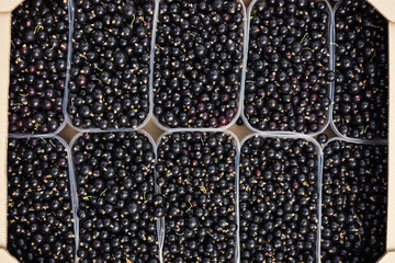 Plastic box is full of fresh black currant in farmer market.