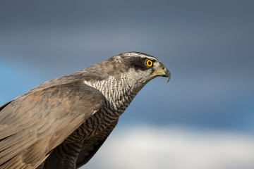 Northern goshawk (Accipiter gentilis) closeup on nature background