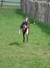 beautiful brindle galgo is running in the garden