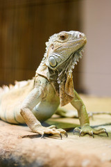 Iguana
