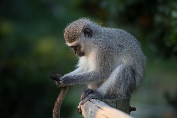 Monkey Forest
