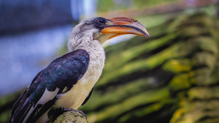 Bird Animal Wildlife