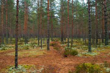 6752989 Pine forest, gloomy autumn landscape. Pine and moss