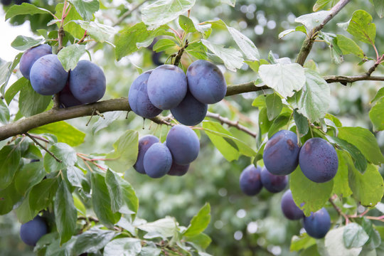 Branch of a plum tree with ripe, blue common plums and leaves