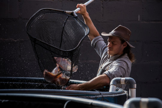 farmer using fish net at aquaponics tank