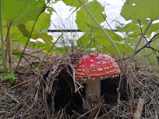 mushroom