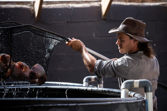 Farmer Using Fish Net At Aquaponics Tank