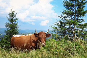 Cow grazing on green meadow in summer