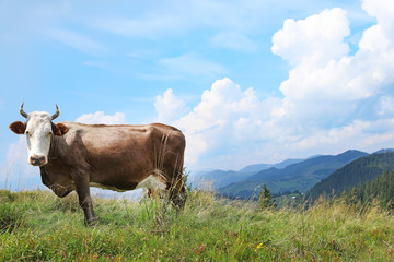 Fototapeta na wymiar Cow grazing on green meadow in summer