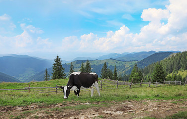 Cow grazing on green meadow in summer