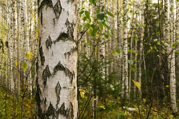 background - white tree trunks in a birch grove, one of them in the foreground