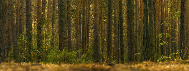 horizontal background - pine forest, shot from the ground level