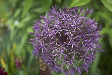 Allium giganteum