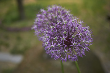 Fototapeta premium Allium giganteum