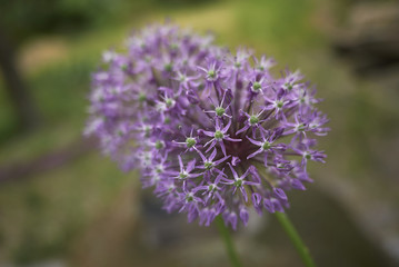 Allium giganteum