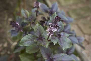 Ocimum basilicum purpurascens