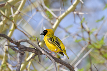 Webervogel Südafrika