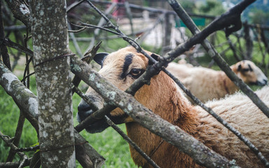 Fluffy brown and black sheep looks through a fence made of tree branches
