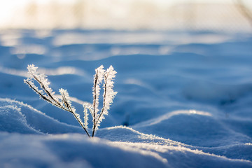 Dry branch, covered with fluffy frost, against the sun in the winter morning_