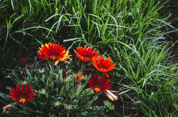 Beautiful red and orange flowers blooming in the highlands of Guatemala