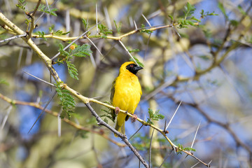 Webervogel Südafrika