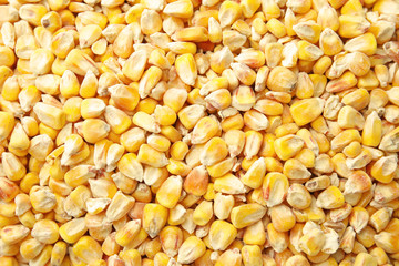 Dried corn kernels as background, top view