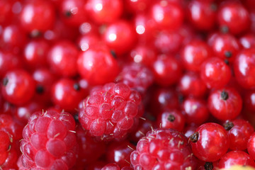 Red raspberry and Red currant. Soft focus.