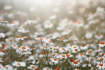 little daisy in the garden