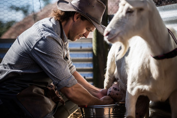 Farmer milking a goat