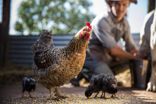 Farmer with chickens