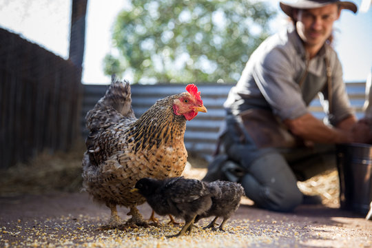 Farmer with chickens