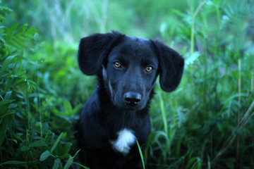 black labrador puppy