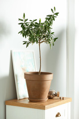 Olive tree planted in pot on chest of drawers near wall