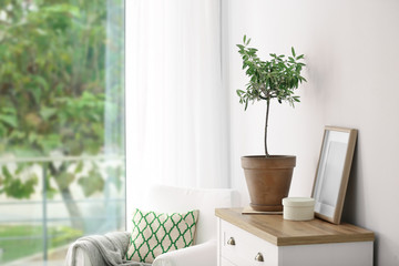 Pot with olive tree in cozy interior. Space for text