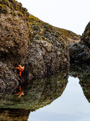 Starfish at Shi Shi Beach, Washington